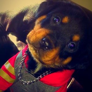 Meet your Posher, Edwin